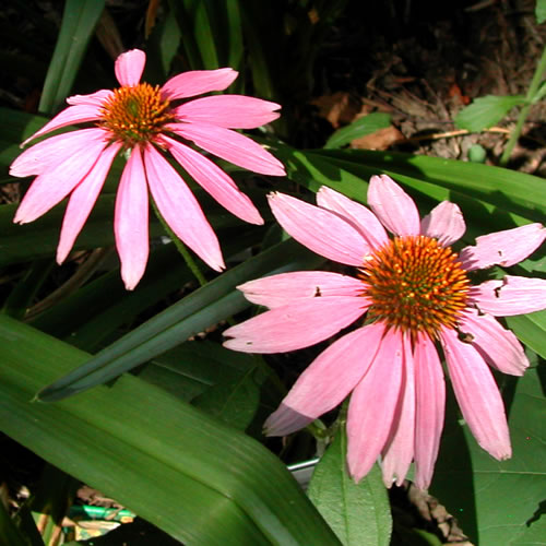 Echinacea purpurea Kim's Knee High